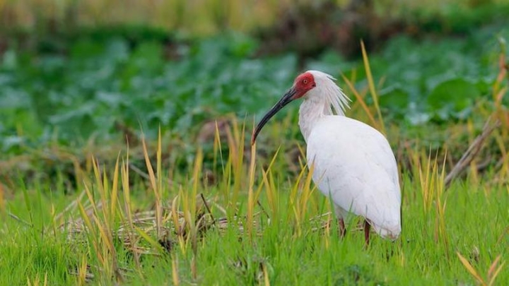 Охрана харизматичных видов может нанести вред экосистемам