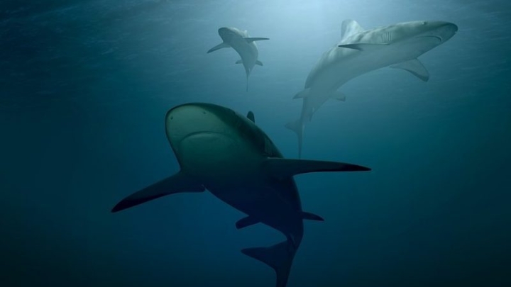 Не только хищники: новый опрос раскрыл отношение людей к акулам