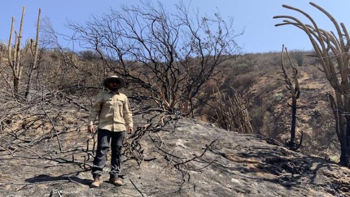 Скрытый ущерб от пожаров: деградация почв длится десятилетиями