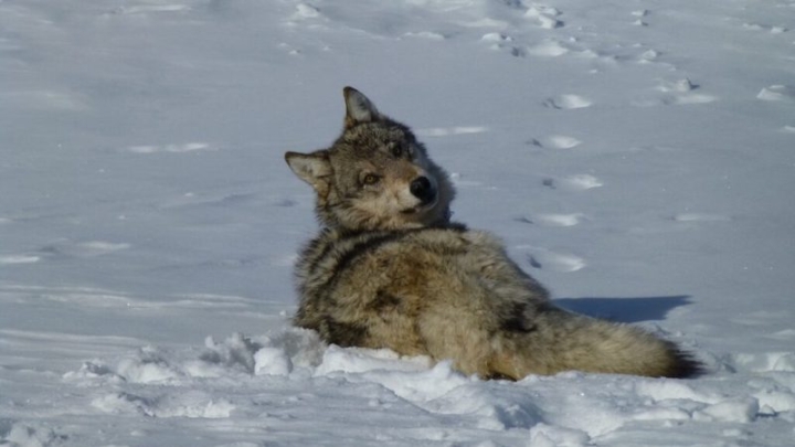 Защитники природы США судятся с властями из-за статуса серого волка