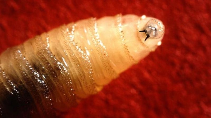 Паразитическая муха угрожает животноводству Калифорнии