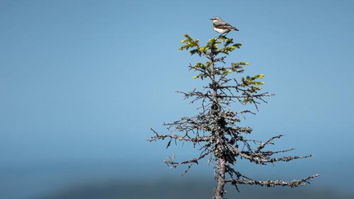 Птицы в горах Европы поднимаются все выше из-за потепления