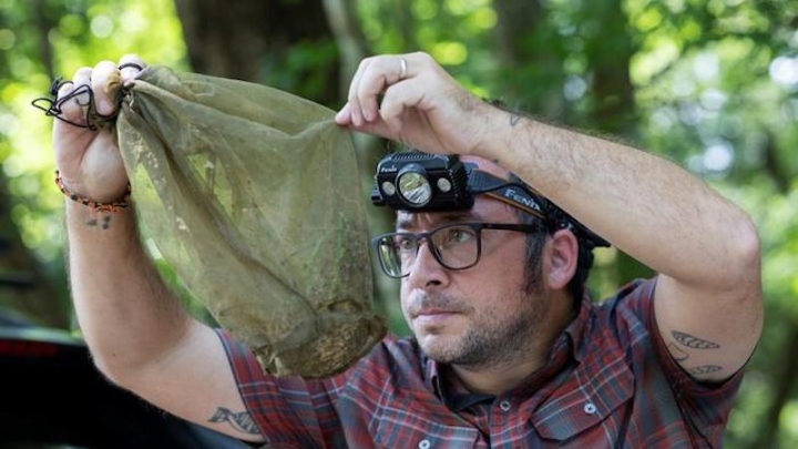 ДНК-анализ крови комаров: новый метод изучения дикой природы