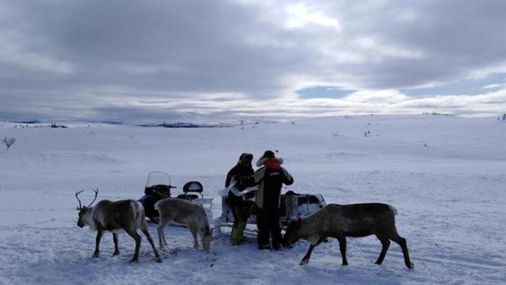 Законы Норвегии мешают саамам-оленеводам адаптироваться к климату