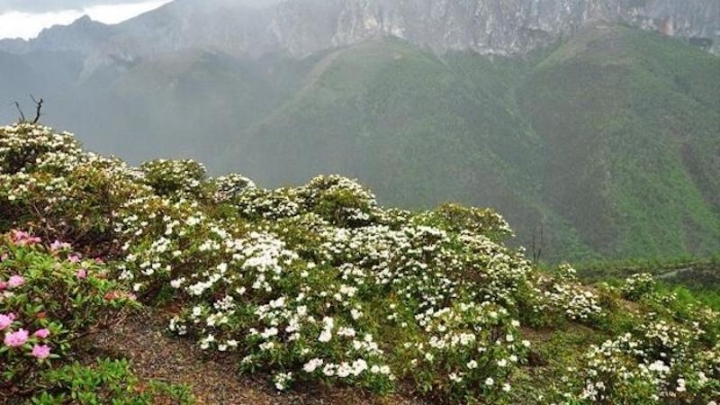 Горы и климат: раскрыта тайна разнообразия альпийских растений
