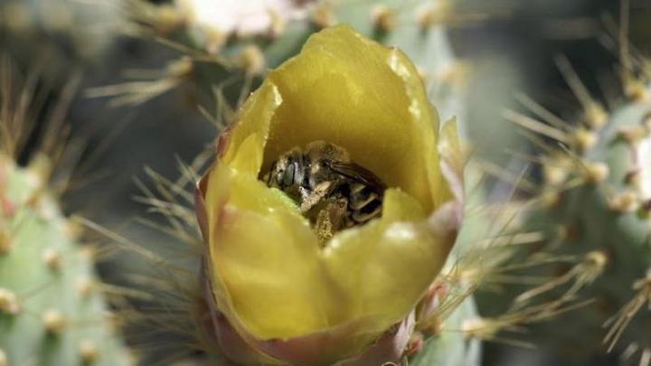 Малые фермы в тропиках сохраняют здоровые популяции опылителей