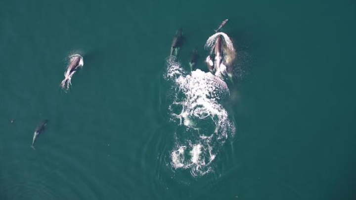 Косатки и дельфины впервые замечены в совместной охоте у берегов Канады