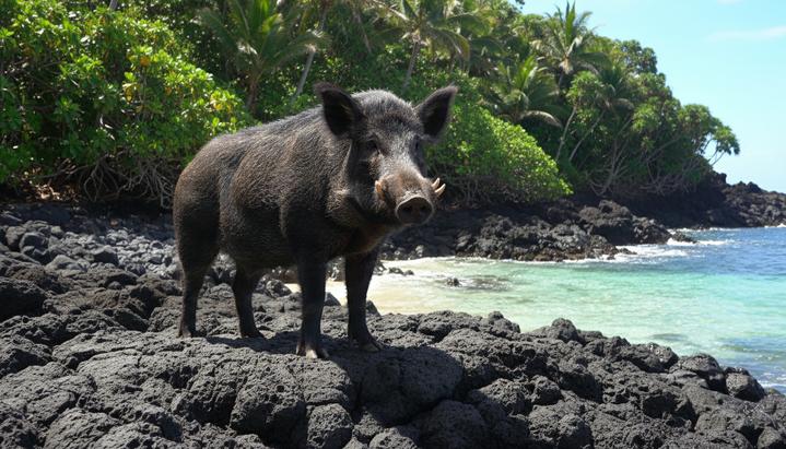 Свиньи в Тихом океане: тысячелетняя история человеческих миграций
