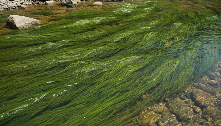 Речные водоросли-гиганты: экологический парадокс и новые решения