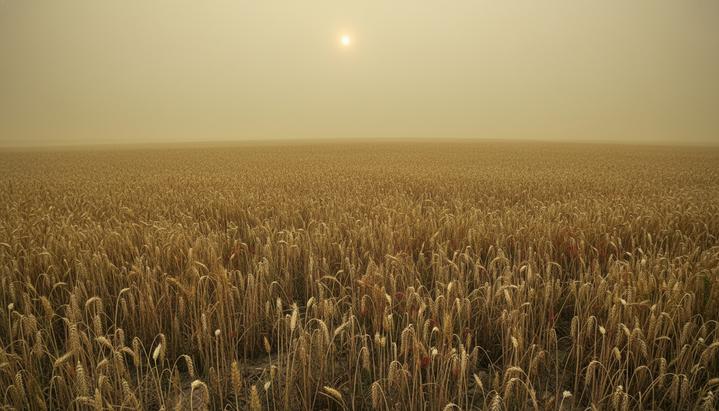 Смог на тарелке: скрытая угроза загрязнения воздуха для урожая