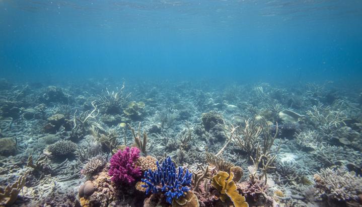 Забытый океан: цена выбросов CO2 оказалась почти вдвое выше