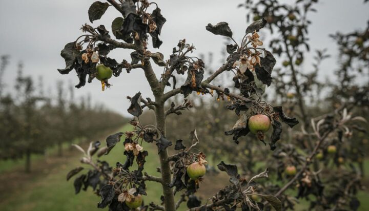 Огненная чума яблонь: как запрет антибиотиков ударит по фермерам