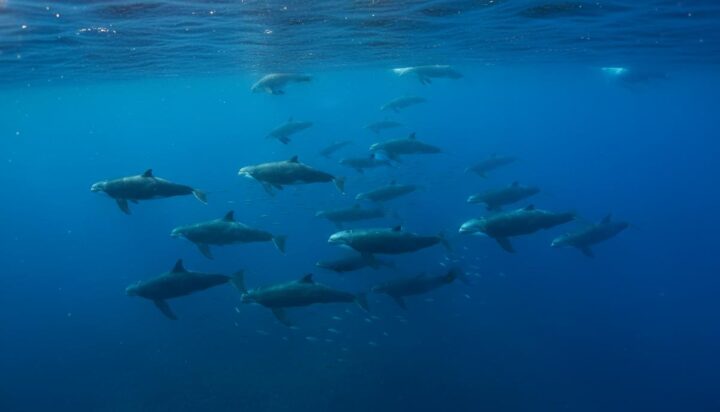 Вечные химикаты: концентрация токсичных веществ у китов снизилась на 60%