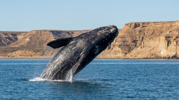 Киты против танкеров: газовый проект угрожает заповеднику Патагонии