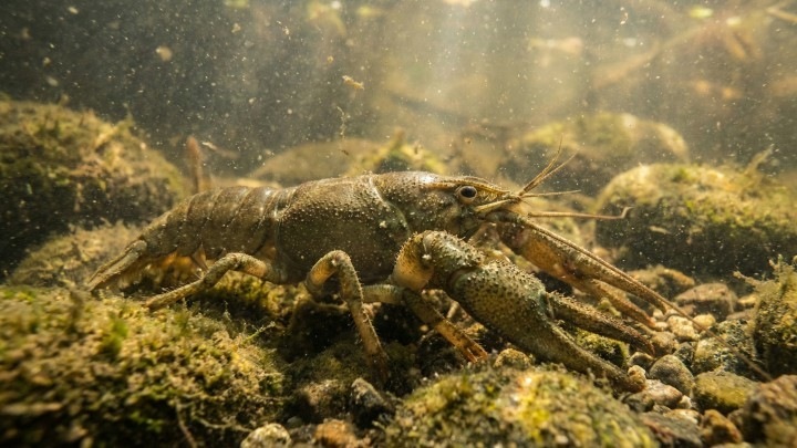 Четверть пресноводных видов оказалась на грани вымирания