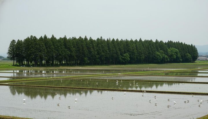 Лесополосы на полях: благо или угроза для птиц?
