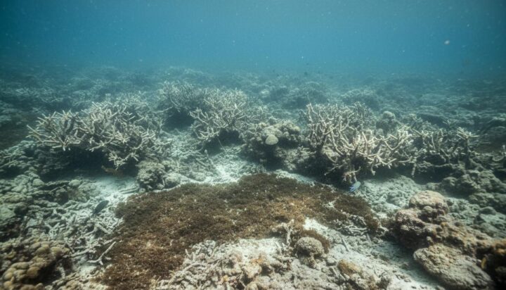 Утраченное разнообразие: пищевые цепи рифов сократились на две трети