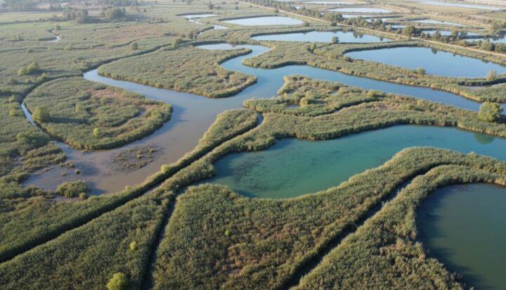 Искусственные болота: природный щит от загрязнения воды