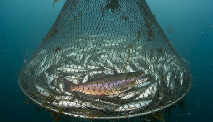 Аляска: введены первые лимиты на прилов кеты для защиты лосося