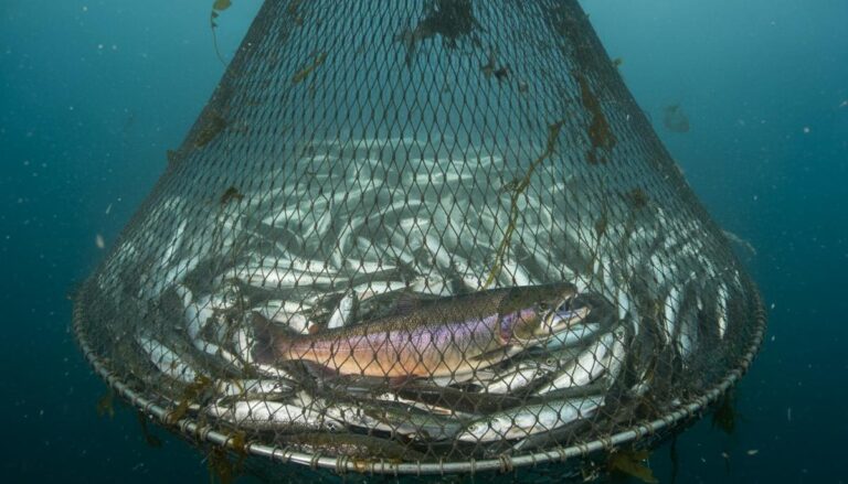 Аляска: введены первые лимиты на прилов кеты для защиты лосося