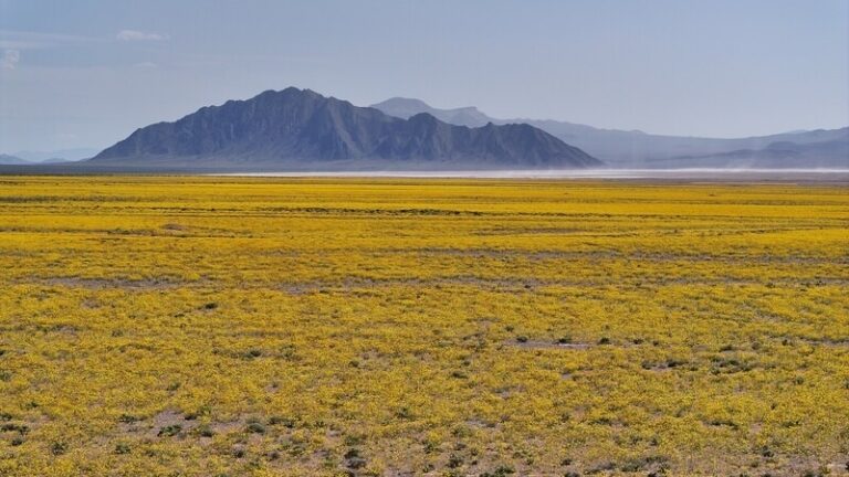 В Калифорнии экологи и индейцы оспаривают в суде бурение у заповедника Эш-Медоуз