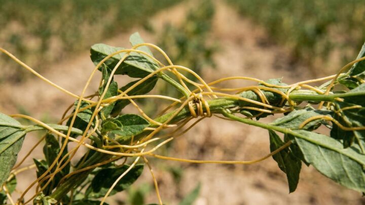 Чужеродная флора: токсичные сорняки добрались до Байкала