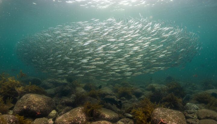 Генетика балтийской сельди: ученые требуют ограничить промышленный вылов