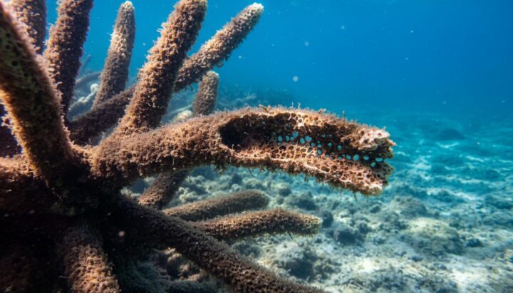 Каркас пустоты: водоросли заблокировали восстановление коралловых рифов
