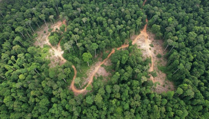 Щадящая вырубка лесов Амазонии: тридцатилетнее исследование углеродного баланса