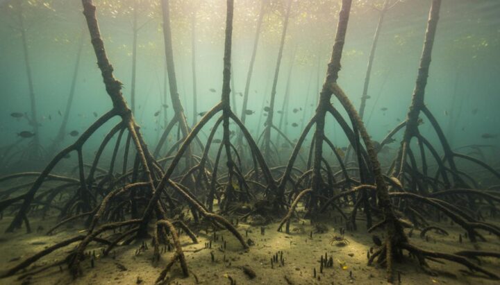 Потепление океана меняет мангровые леса: под угрозой ценные виды рыб