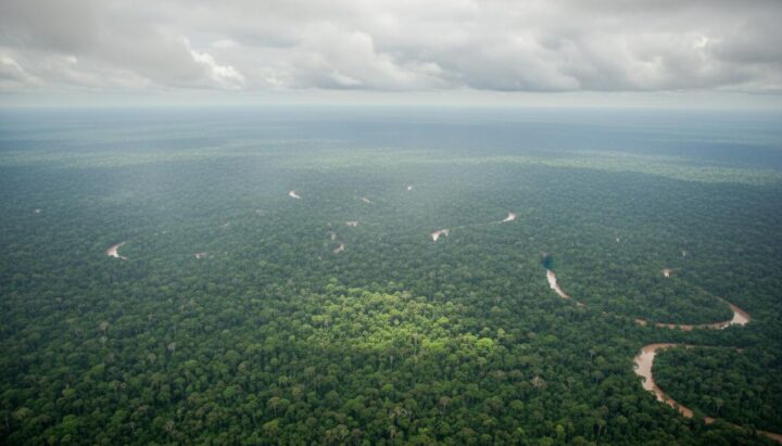 География лесовосстановления: почему тропики охлаждают климат лучше Сибири