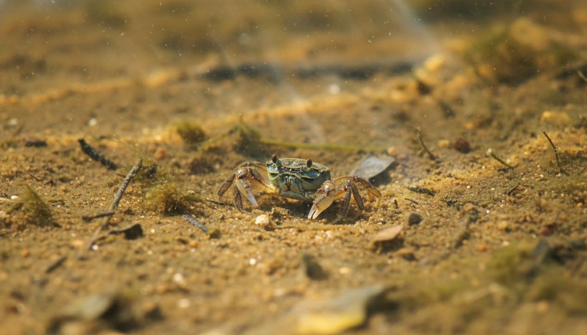 Молодой голубой краб на илистом дне мелководного водоема