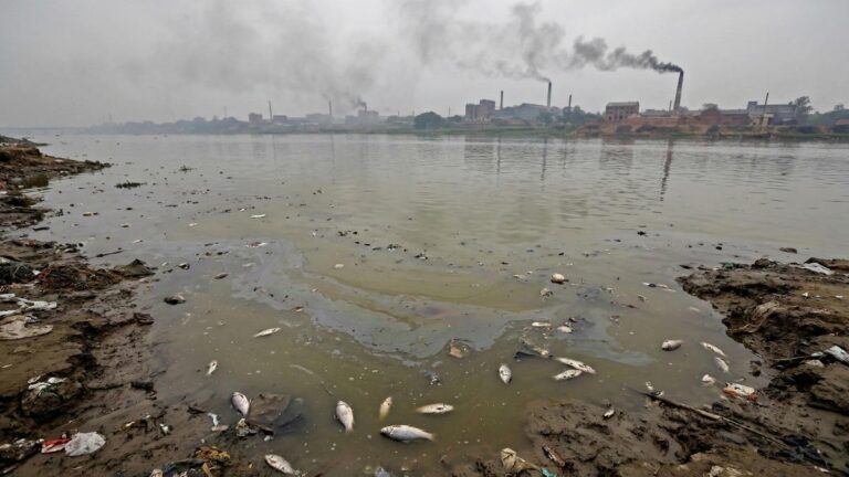 Живые реки Бангладеш: экоактивисты требуют наказать химзавод
