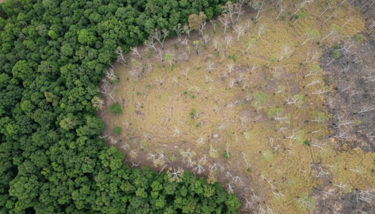 Регенерация Амазонии: деградировавшие леса избегают превращения в саванну