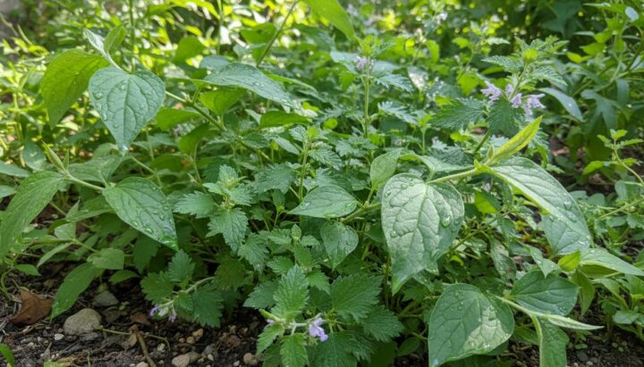 Химический парадокс: кошки предпочитают мататаби кошачьей мяте